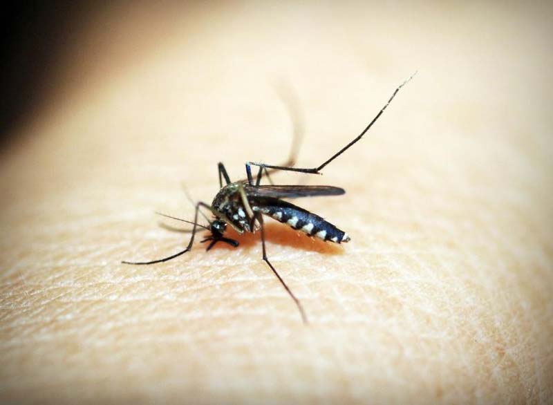 Japanese encephalitis is spread through infected mosquitoes